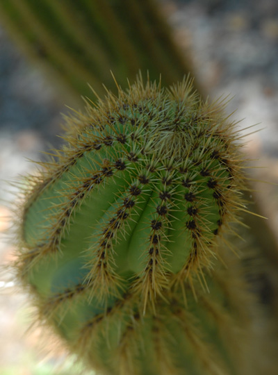 Cactus