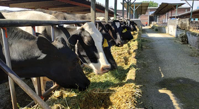 Desarrolla UdeC proyecto para mejorar  calidad de la leche que llega a la población
