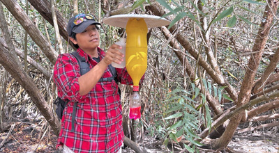 Estudian escarabajos que podrían atacar a manglares
